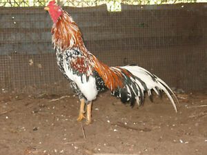 6 SPANGLE &#034;WAHL&#034; ASIL HATCHING EGGS *** FRESH FERTILE***ORIENTAL EXOTIC EGGS