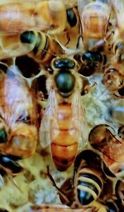 Live 2021 Mated Northern Queen Honey Bee - Fast, Free Shipping