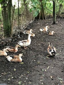 8 Duck eggs Muscovy Appleyard  Silver Mallard, Rare Call Ducks OTHERS SEE PHOTOS