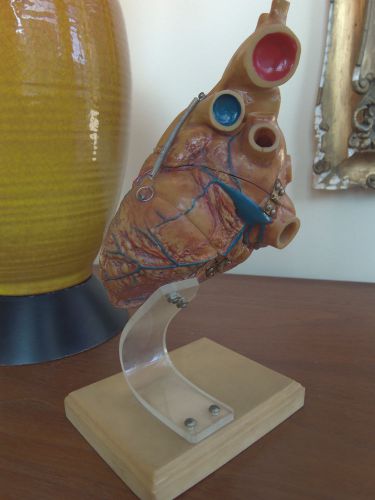 Vintage mid century human heart anatomical model lucite Medical Plastics Lab