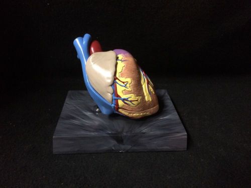 GPI #2500 Basic Human Heart Anatomical Model