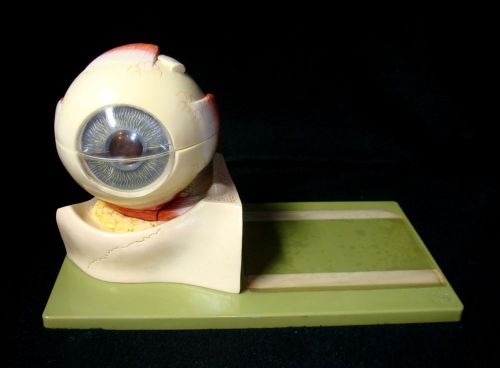 SOMSO CS1 Human Eyeball Anatomical Eye Model - 5 parts CS 1