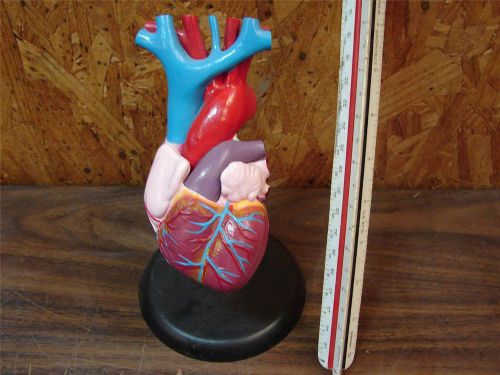 Educational 2 Piece Heart Model Student Teaching or Display Anatomical