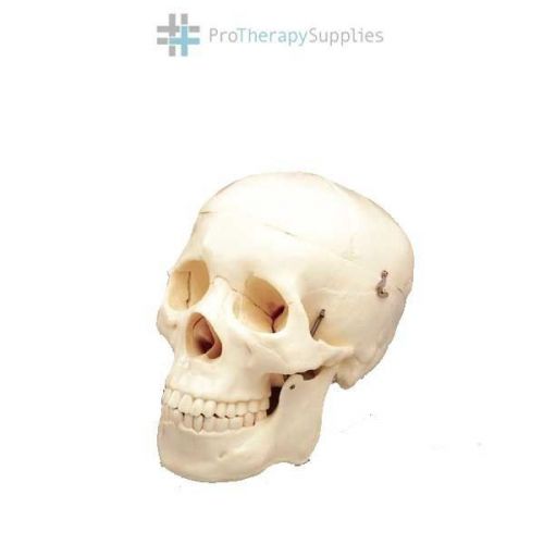 Anatomical Budget Life-Size Adult Skull 2nd Quality