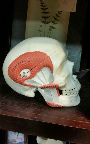 Anatomical Human skull