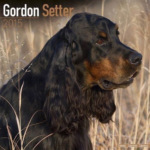 NEW 2015 Gordon Setter Wall Calendar by Avonside- Free Priority Shipping!