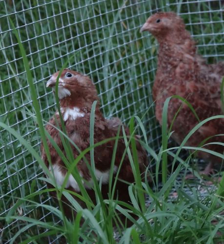 45+ All RED &amp; TUXEDOS COTURNIX QUAIL HATCHING  EGGS