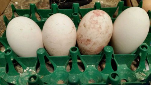 5 Goose eggs for hatching