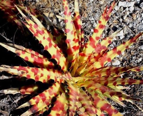 Fresh rare hechtia sp tehuacan bromeliad succulent cactus (5 seeds) wow!!!!! for sale