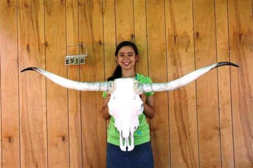 Steer skull long horns 5&#039; 3&#034; cow bull skulls horn h5910 for sale