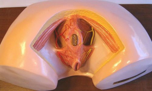 Human female perineum anatomy anatomical medical education model New