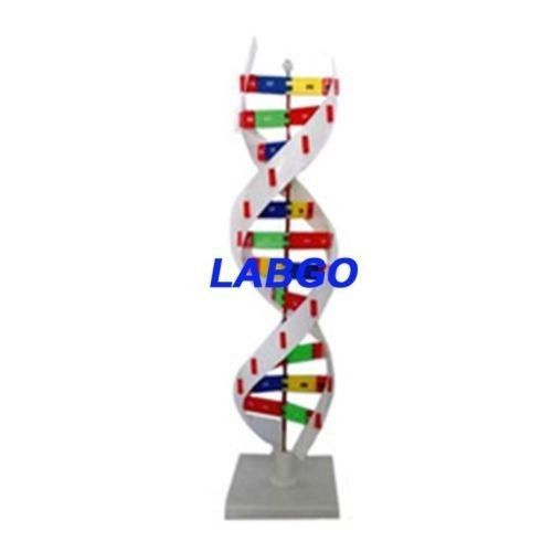 DNA Activity Model LABGO FREE SHIPPING0000010