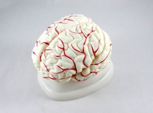 Medical Educational Model New Human Brain with Arteries Anatomical Anatomy Model