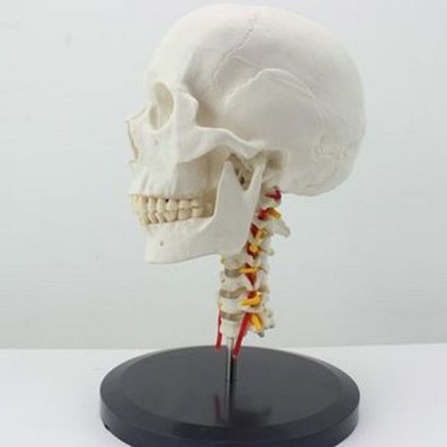 Human Anatomical Anatomy Skull Skeleton Teaching Model With Cervical Vertebra 88