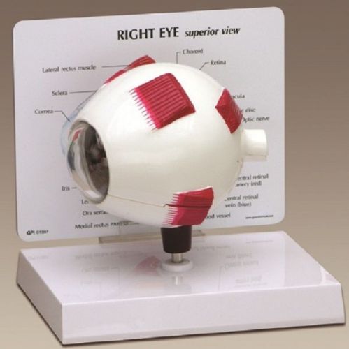 Anatomical Full Eye Retina Lens Model That Opens OVERSTOCKED RETURNED