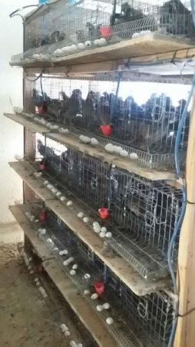 250 Northern Bobwhite Quail Hatching Eggs NPIP AI Monitored &amp; PT Clean