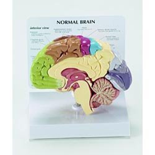 Human brain anatomical model - half brain for sale