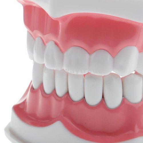 Dentist dental teaching study standard typodont demonstration teeth model for sale