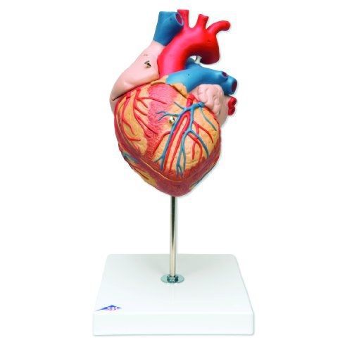 3b scientific g12 4 part heart model, 2-times life size, 12.6&#034; x 7.1&#034; x 7.1&#034; for sale