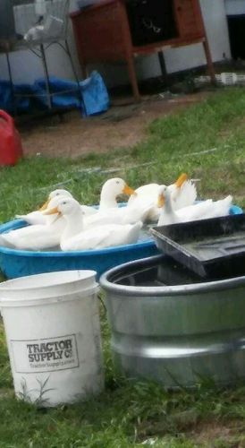 12+ Pekin Duck Hatching Eggs