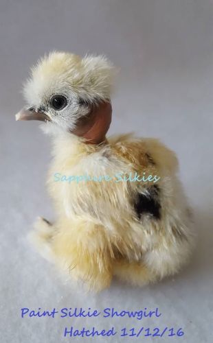 12 silkie hatching eggs-paint, lavender, porcelain, white, black-organic for sale