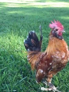 12 Serama x Bantam D’uucle Hatching Eggs 