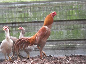 6 BLUE &#034;WAHL&#034; ASIL HATCHING EGGS *** FRESH FERTILE*** ORIENTAL EXOTIC EGGS