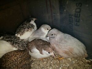 18 + Button Quail Hatching Eggs