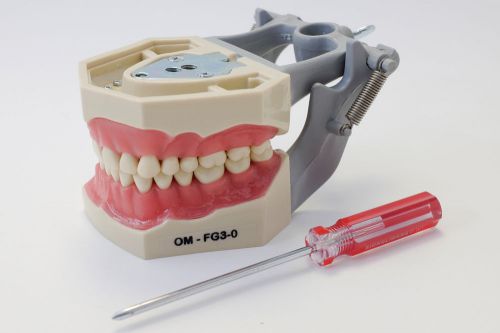 Dental Anatomy Typodont Educational Model FG3 Removable Teeth NBDE NERB ADEX