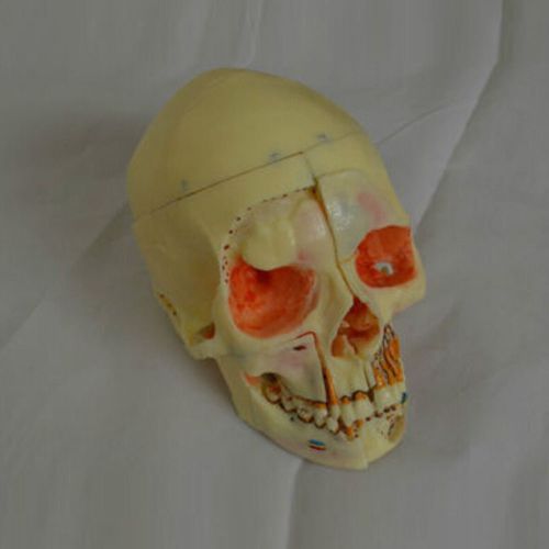 Dentalmall Dental Model #5004 01 - Detachable Pro Skull Model with Red Eyes