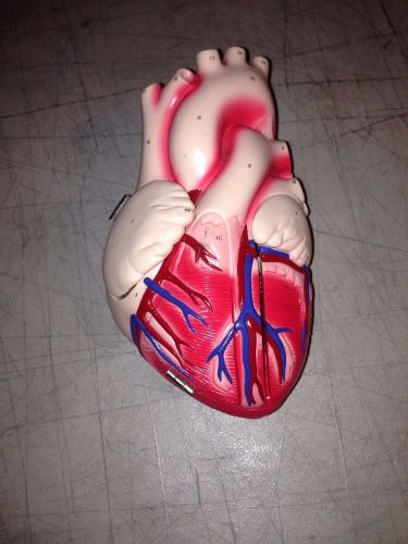 Heart Model *Numbered* Authentic Denoyer-Geppert Model!!! Bonus Knee Joint