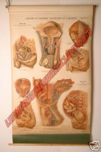 Vintage Anatomy Charts Rare