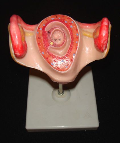 3B Fetus, 1st Month Baby in Uterus, Ovaries Anatomical Teaching Model on base