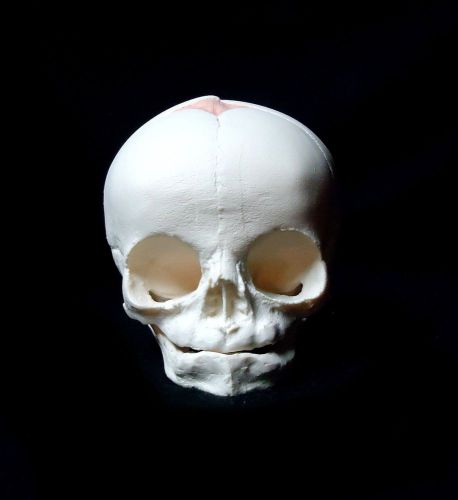 3B Scientific A25 Fetal Skull Anatomical Model, 30th week of pregnancy Foetal