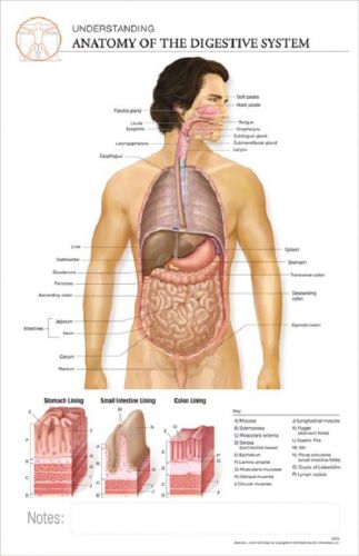11 x 17 Post-It Anatomical Chart: DIGESTIVE SYSTEM
