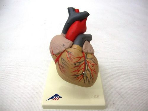 Classic Heart Model 2-Part 3B Scientific