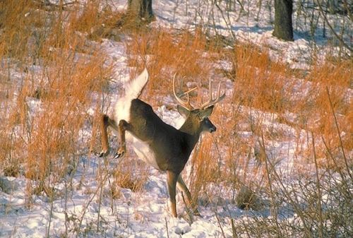 COREL STOCK PHOTO CD Whitetail Deer