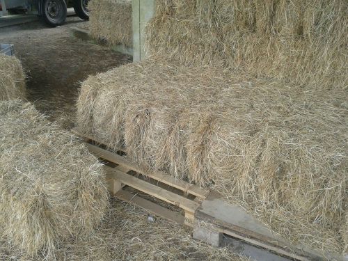 New season Hay bales. Horse, Livestock, Dorset, good quality. Available in bulk.