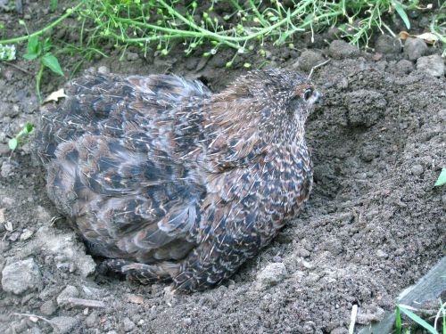 50 RARE COLOR MUTATIONS COTURNIX QUAIL HATCHING  EGGS