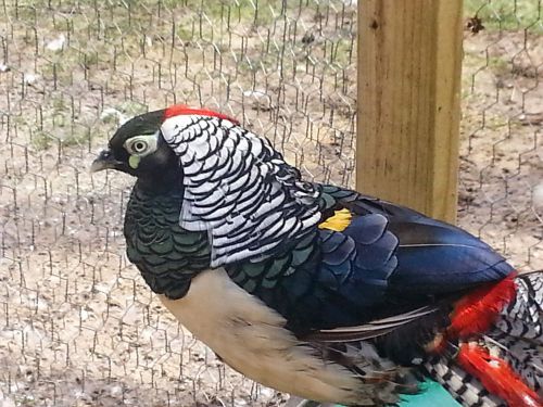 3 LADY AMHERST AND 3 SILVER PHEASANT HATCHING EGGS (PRE-SALE)