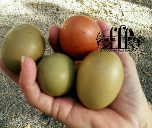 8  F2 LF Marbar Olive Egger chicken hatching eggs