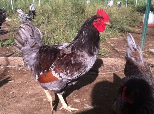 6 Double Laced Barnevelder Chicken Hatching Eggs ( Free Shipping)