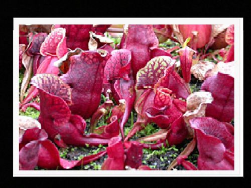 Sale,,fresh rare red switzerland sarracenia purpurea,(10 seeds) carnivorous, wow for sale
