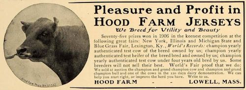 1907 Ad Hood Farm Jersey Cows Lowell Cattle Bull Heifer - ORIGINAL CL4