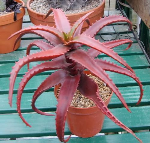 Fresh Rare Aloe cameronii (5 Seeds)  Succulent Cactus, WOW!!!!!!