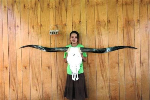 Steer skull long horns 6&#039; 6&#034; cow bull skulls horn h5889 for sale