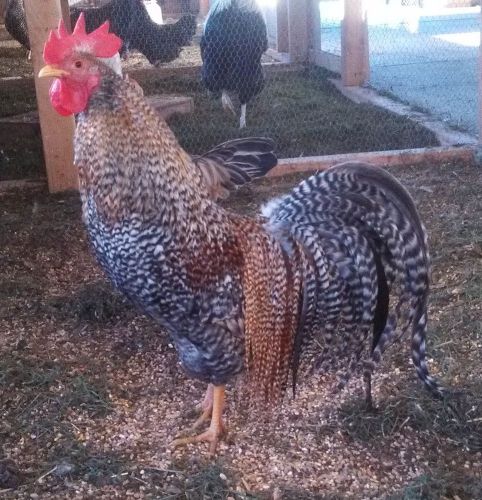 Fertile chicken hatching eggs: 25+ fly tie for sale