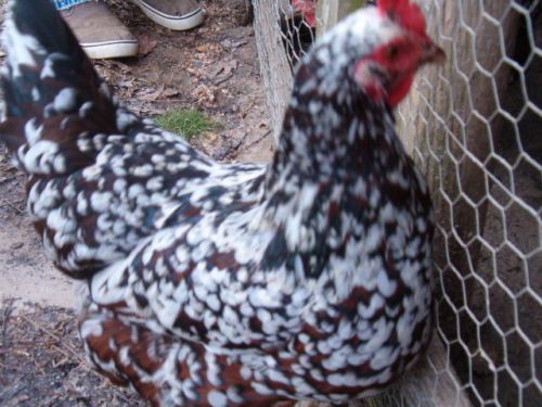 1 Dozen Hatching Speckled Sussex Eggs