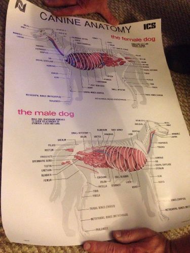 Dog An Cat Canine Veterinary Anatomy Poster