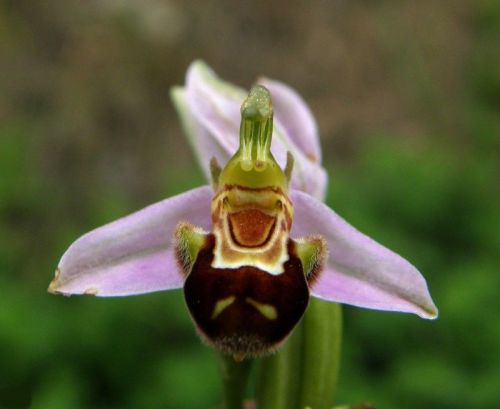 Fresh Premium Ophrys &#034;apifera&#034; (Bee Orchid)-(10+ Seeds) WOW, L@@K!!!!!!!